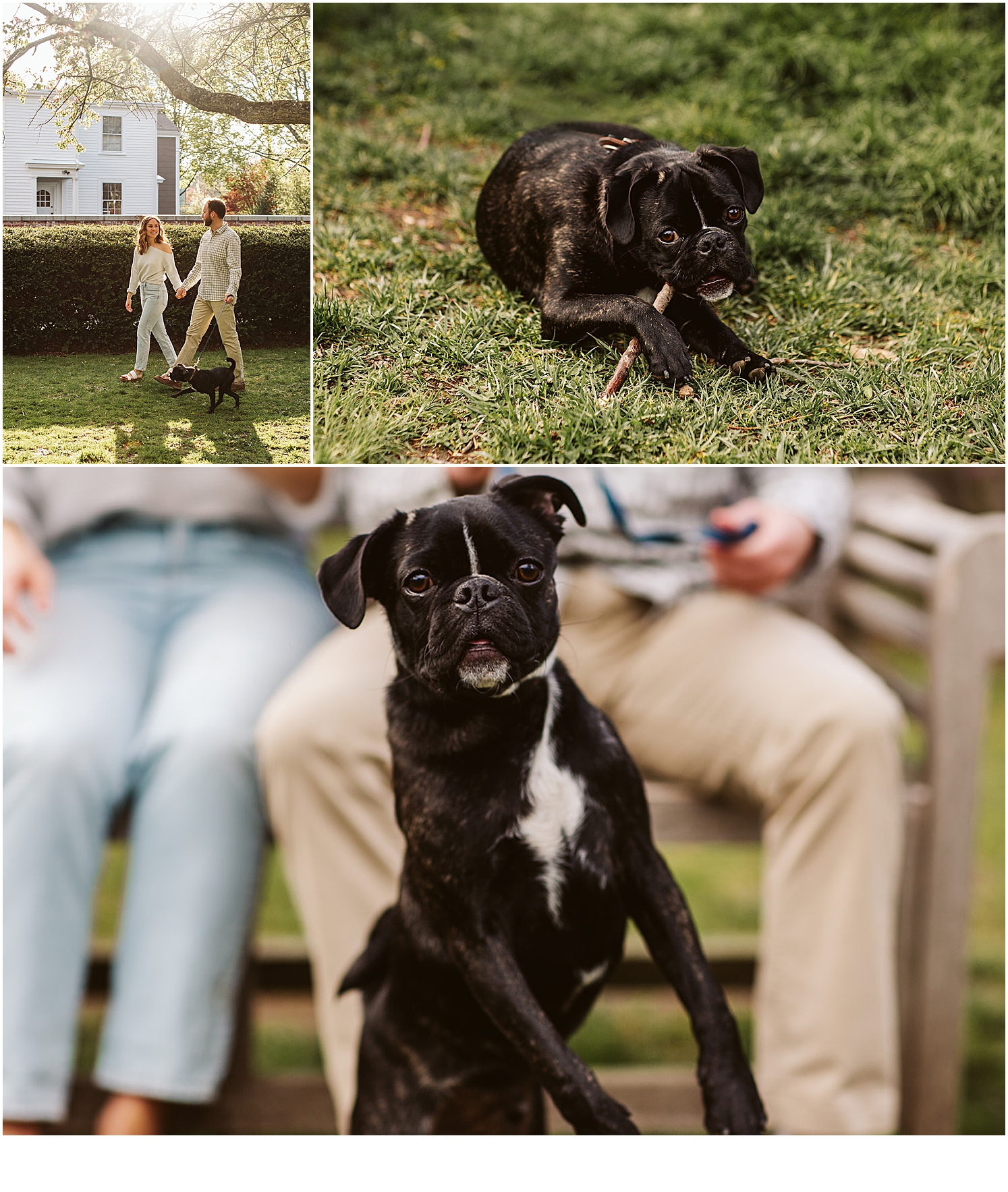 Engagement photo session in Salem MA with puppy