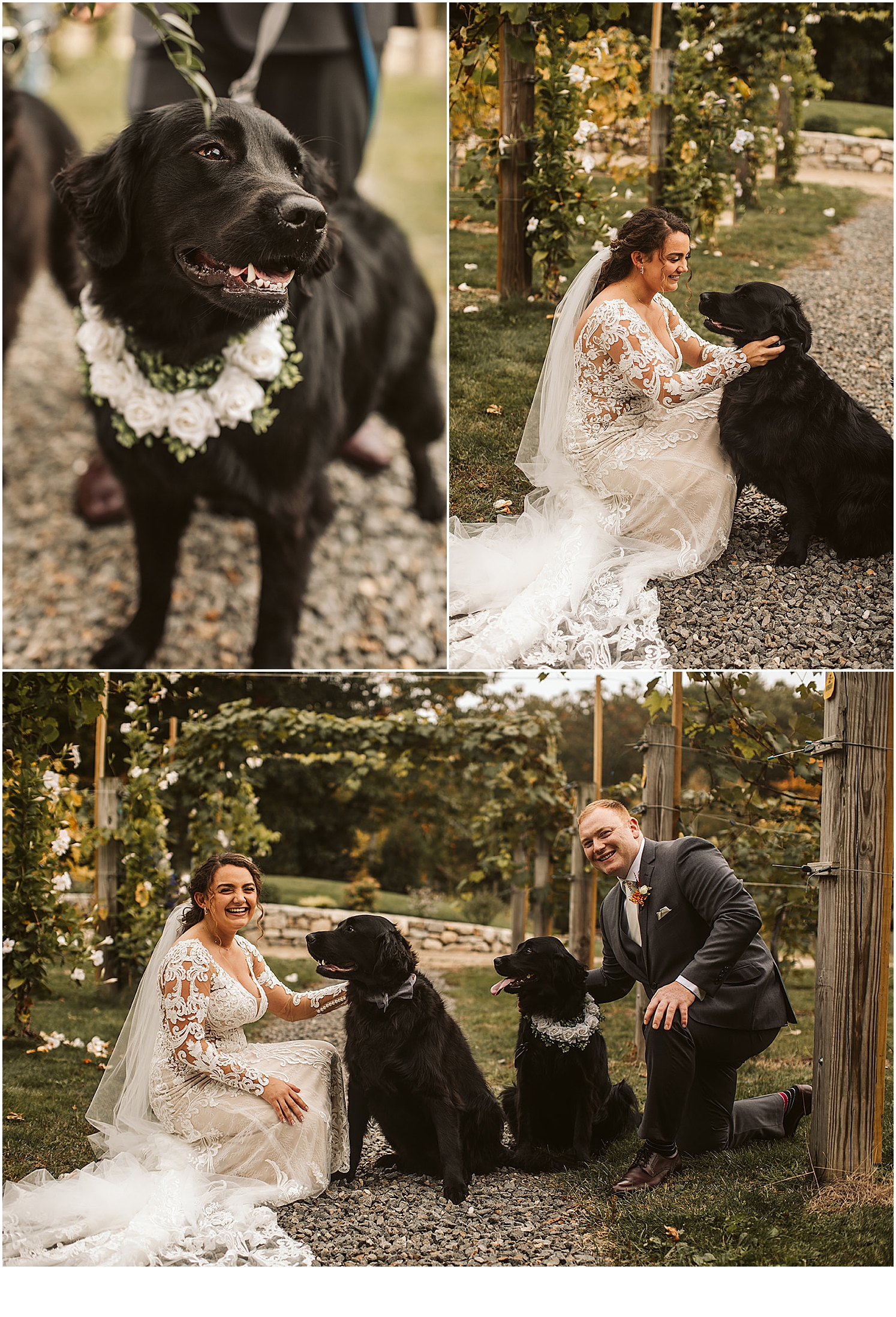 Maine-wedding-with-dogs-in-wedding-photos